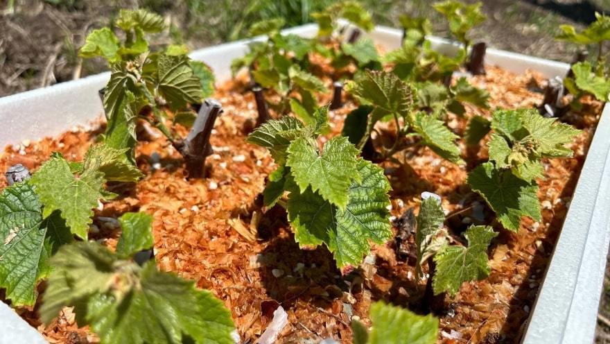 木の伐採や苗の植え付けなど、
山を育てていただきます